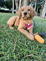 Nala x Milo, a  Golden Retriever for sale in Palm Bay, FL – Photo 3 of 10