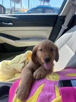 Nala x Milo, a  Golden Retriever for sale in Palm Bay, FL – Photo 5 of 10