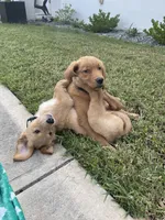 Nala x Milo, a  Golden Retriever for sale in Palm Bay, FL – Photo 9 of 10