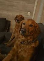 Nala x Milo, a  Golden Retriever for sale in Palm Bay, FL – Photo 2 of 10