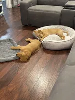 Nala x Milo, a  Golden Retriever for sale in Palm Bay, FL – Photo 8 of 10