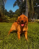 Nala x Milo, a  Golden Retriever for sale in Palm Bay, FL – Photo 6 of 10