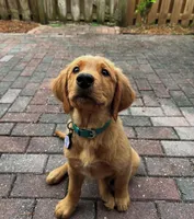 Nala x Milo, a  Golden Retriever for sale in Palm Bay, FL – Photo 7 of 10