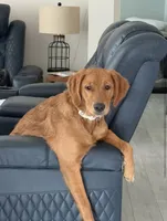 Nala x Milo, a  Golden Retriever for sale in Palm Bay, FL – Photo 4 of 10