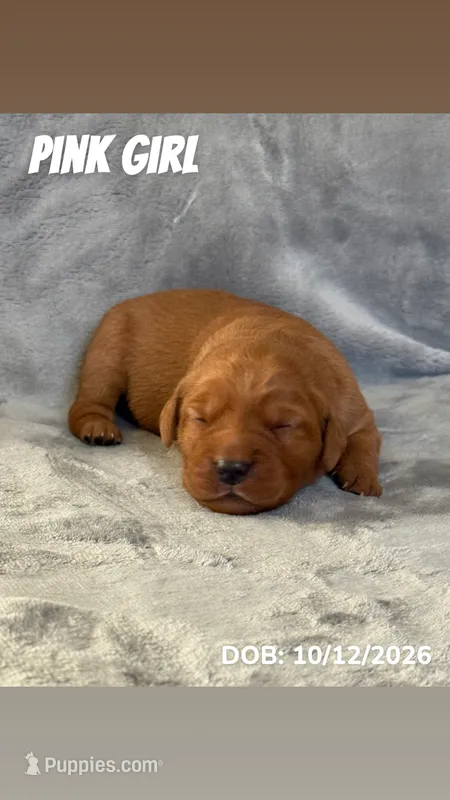 Pink Girl – Golden Retriever puppy for sale in Palm Bay, FL