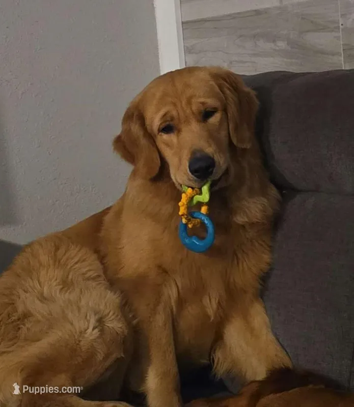 Lily x Axel, a  Golden Retriever for sale in Palm Bay, FL – Photo 1 of 2