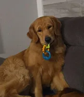 Lily x Axel, a  Golden Retriever for sale in Palm Bay, FL – Photo 1 of 2