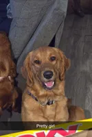 Lily x Axel, a  Golden Retriever for sale in Palm Bay, FL – Photo 2 of 2