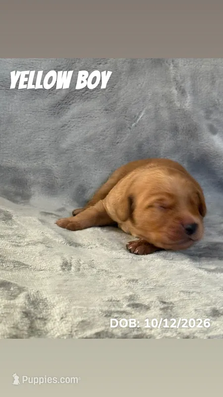 Yellow Boy – Golden Retriever puppy for sale in Palm Bay, FL