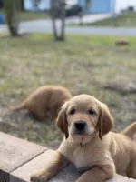 Nala’s Goldens, a female Golden Retriever for sale in Palm Bay, FL – Photo 4 of 10