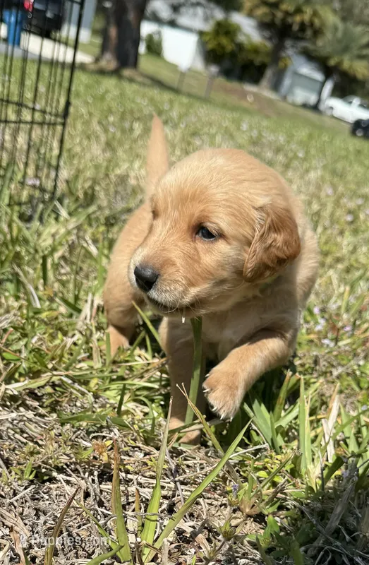 Nala’s Goldens, a female Golden Retriever for sale in Palm Bay, FL – Photo 1 of 10