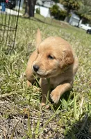 Nala’s Goldens, a female Golden Retriever for sale in Palm Bay, FL – Photo 1 of 10