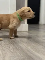 Nala’s Goldens, a female Golden Retriever for sale in Palm Bay, FL – Photo 9 of 10