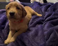 Nala’s Goldens, a female Golden Retriever for sale in Palm Bay, FL – Photo 8 of 10