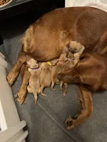 Nala’s Goldens, a female Golden Retriever for sale in Palm Bay, FL – Photo 10 of 10