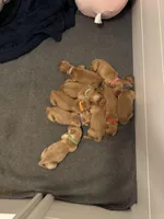 Nala’s Goldens, a female Golden Retriever for sale in Palm Bay, FL – Photo 5 of 10