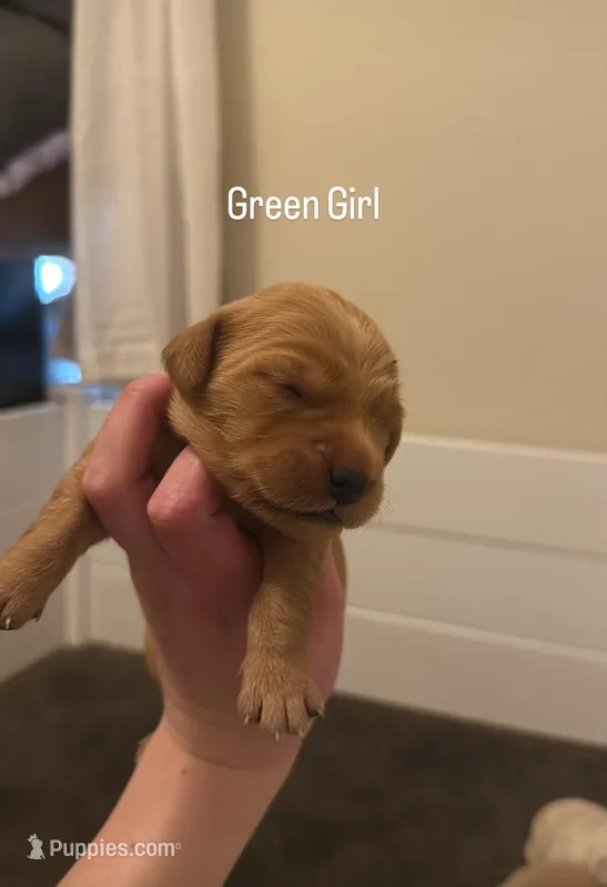 Green Girl – Golden Retriever puppy for sale in Palm Bay, FL