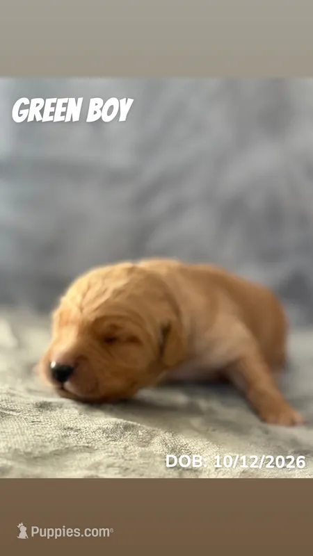 Green Boy – Golden Retriever puppy for sale in Palm Bay, FL
