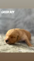 Green Boy, a male Golden Retriever for sale in Palm Bay, FL – 1 of 3