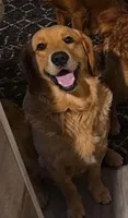 Orange Boy, a male Golden Retriever for sale in Palm Bay, FL – 2 of 3