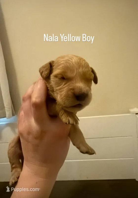 Nala’s Yellow Boy – Golden Retriever puppy for sale in Palm Bay, FL