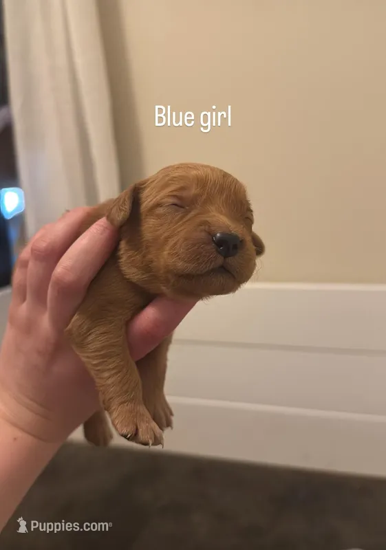 Blue Girl – Golden Retriever puppy for sale in Palm Bay, FL