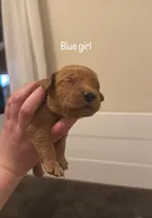 Blue Girl, a female Golden Retriever for sale in Palm Bay, FL – Photo 1 of 3