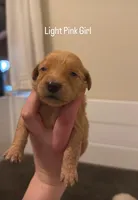 Light Pink Girl, a female Golden Retriever for sale in Palm Bay, FL – Photo 1 of 3