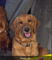 Light Pink Girl, a female Golden Retriever for sale in Palm Bay, FL – Photo 2 of 3