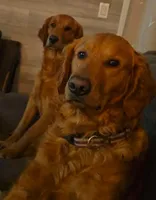 Purple Girl, a female Golden Retriever for sale in Palm Bay, FL – Photo 4 of 4