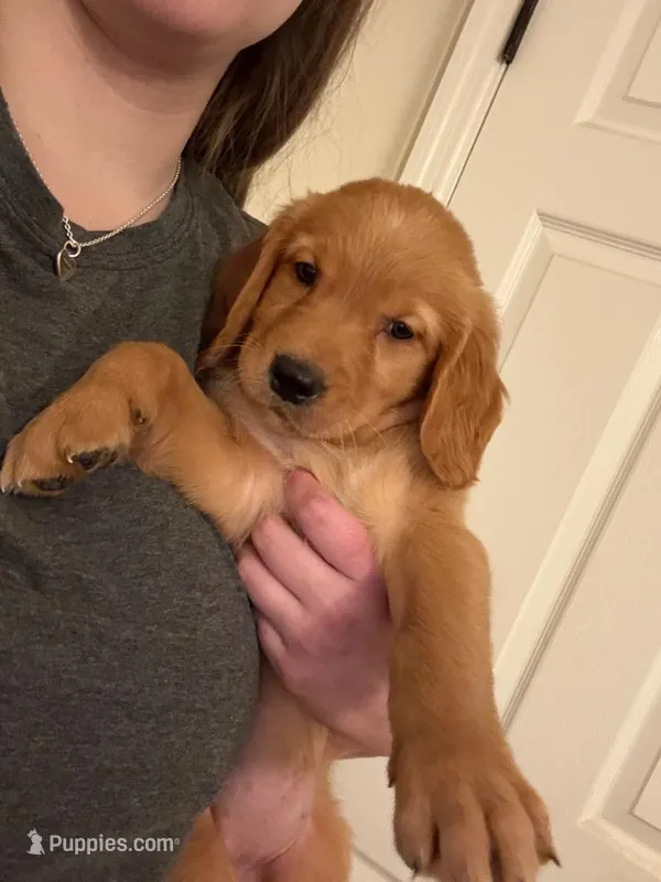 Purple Girl – Golden Retriever puppy for sale in Palm Bay, FL
