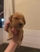 Purple Girl, a female Golden Retriever for sale in Palm Bay, FL – Photo 2 of 4
