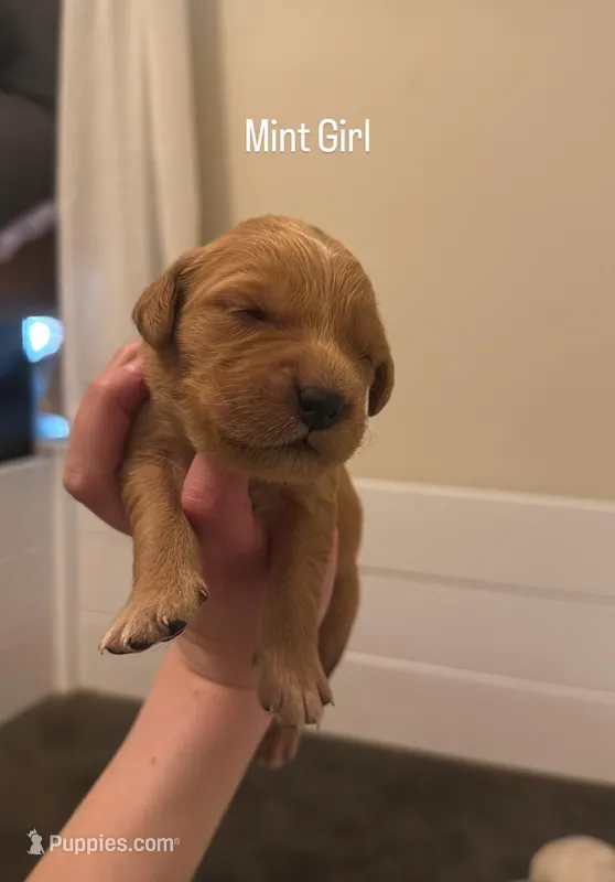 Mint Girl – Golden Retriever puppy for sale in Palm Bay, FL