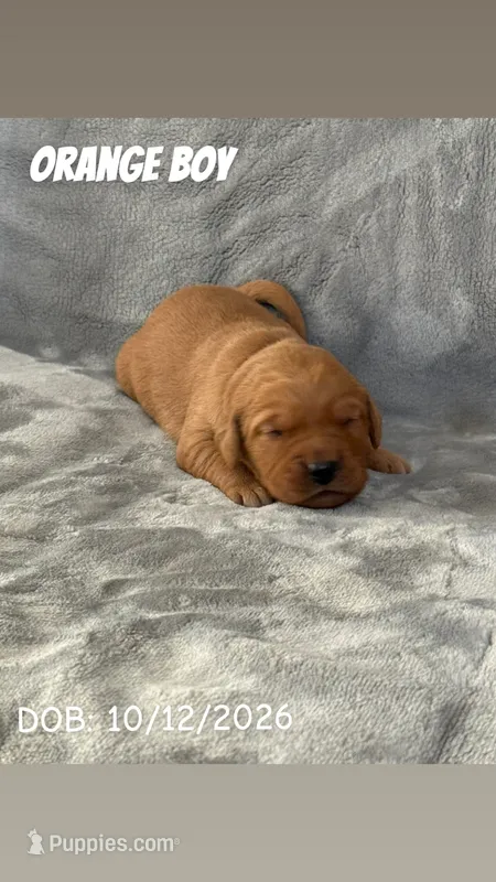 Orange Boy – Golden Retriever puppy for sale in Palm Bay, FL