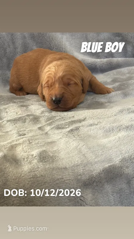 Blue Boy – Golden Retriever puppy for sale in Palm Bay, FL