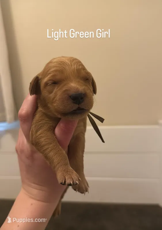 Light Green Girl – Golden Retriever puppy for sale in Palm Bay, FL