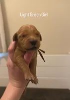 Light Green Girl, a female Golden Retriever for sale in Palm Bay, FL – Photo 1 of 3