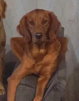 Light Green Girl, a female Golden Retriever for sale in Palm Bay, FL – Photo 2 of 3