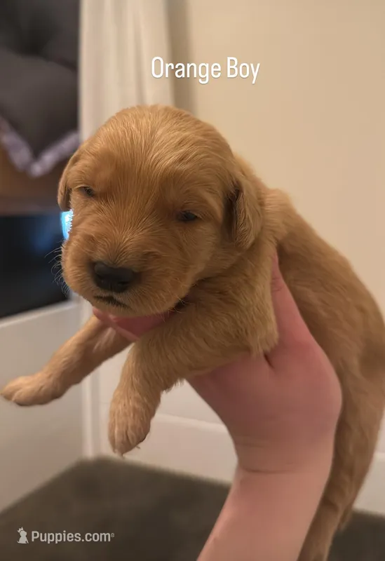 Orange Boy – Golden Retriever puppy for sale in Palm Bay, FL