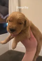 Orange Boy, a male Golden Retriever for sale in Palm Bay, FL – Photo 1 of 3