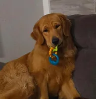 Orange Boy, a male Golden Retriever for sale in Palm Bay, FL – Photo 3 of 3