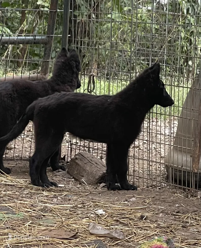 Ranger – Belgian Sheepdog puppy for sale in Marietta, IL