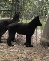 Ranger, a male Belgian Sheepdog for sale in Marietta, IL – 1 of 1