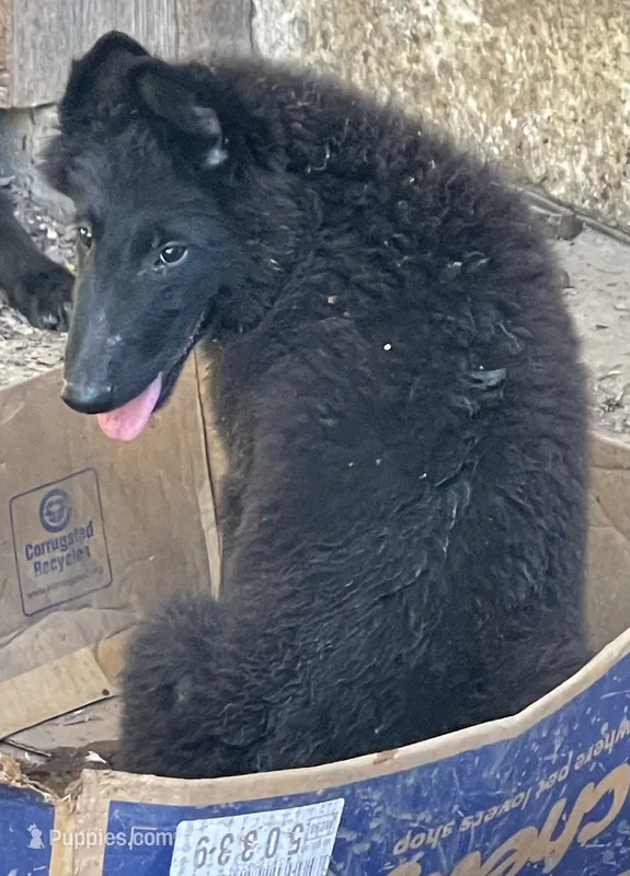 Prince – Belgian Sheepdog puppy for sale in Marietta, IL