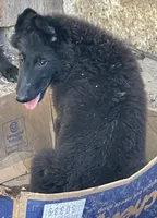 Prince, a male Belgian Sheepdog for sale in Marietta, IL – 1 of 1