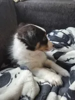 Oreo, a male Shetland Sheepdog for sale in Durand, IL – Photo 3 of 3