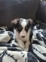 Oreo, a male Shetland Sheepdog for sale in Durand, IL – Photo 1 of 3