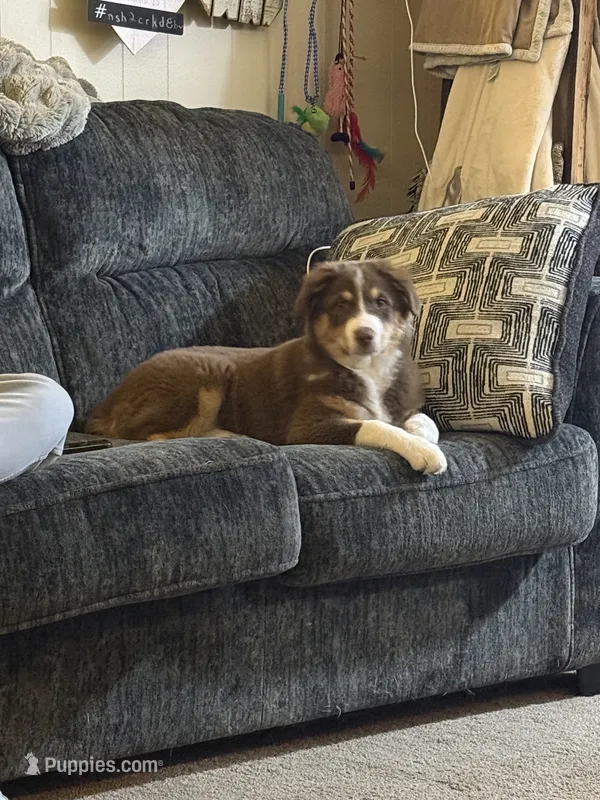 Sadie – Australian Shepherd puppy for sale in Millsboro, DE