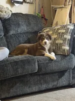 Sadie, a female Australian Shepherd for sale in Millsboro, DE – 1 of 4
