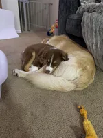Sadie, a female Australian Shepherd for sale in Millsboro, DE – 2 of 4